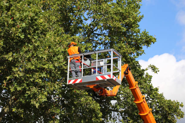 Best Stump Grinding and Removal  in Savage, MN